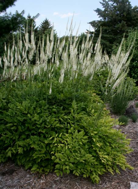 Превью изображения