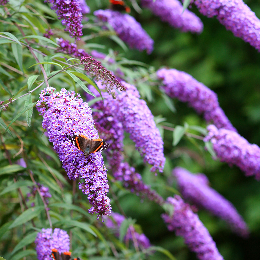 Превью изображения