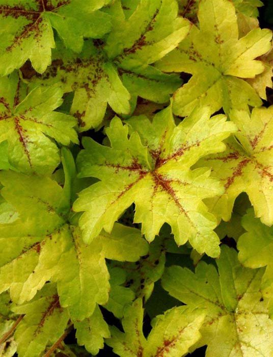 Превью изображения