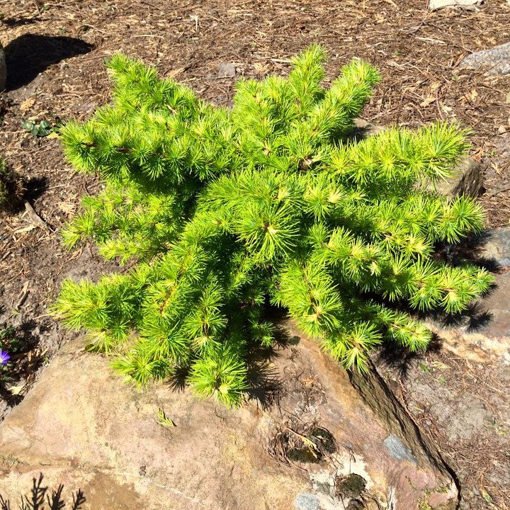 Превью изображения