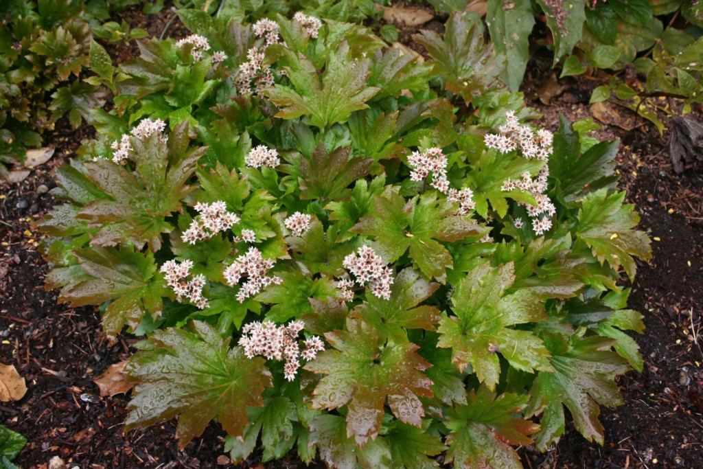 Превью изображения