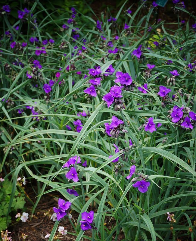 Превью изображения