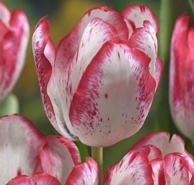 Превью изображения