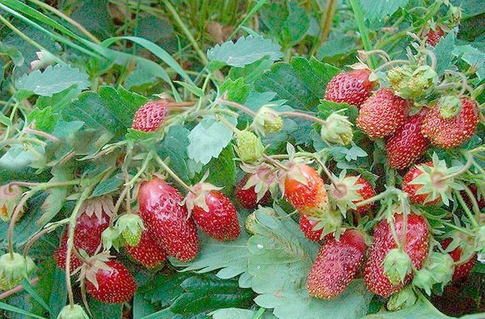 Превью изображения