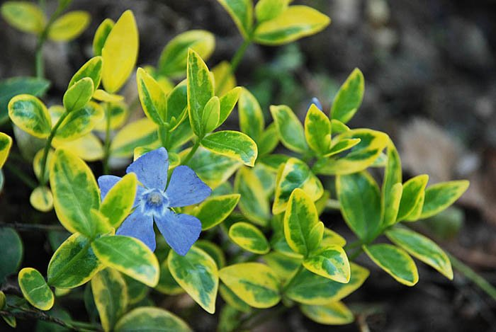 Превью изображения