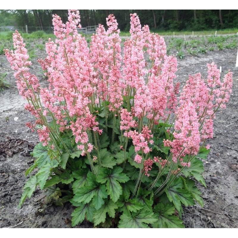 Превью изображения