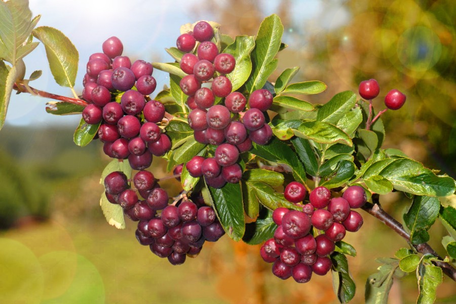 Превью изображения