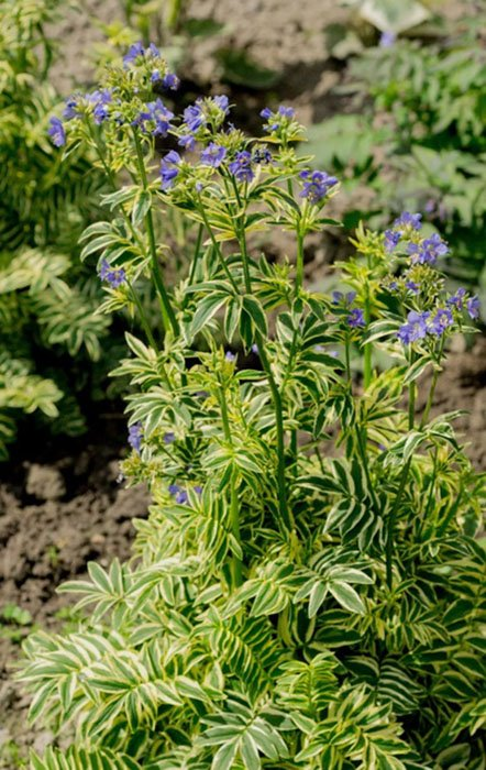 Превью изображения