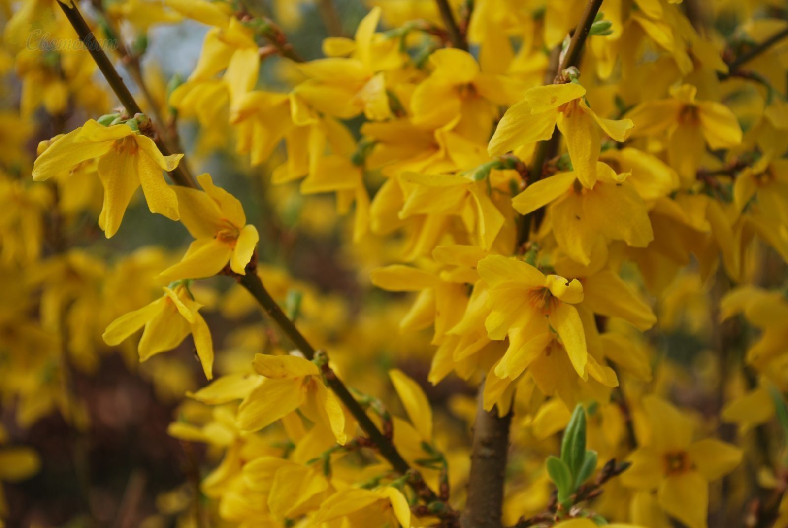 Превью изображения