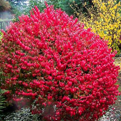 Превью изображения