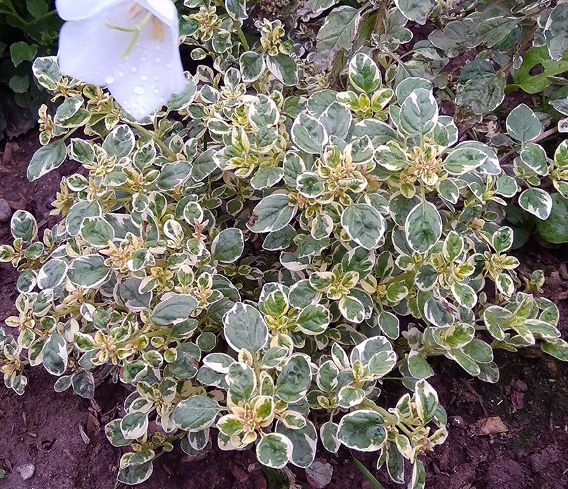 Превью изображения