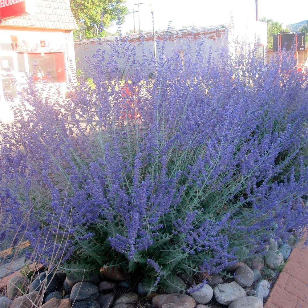 Превью изображения