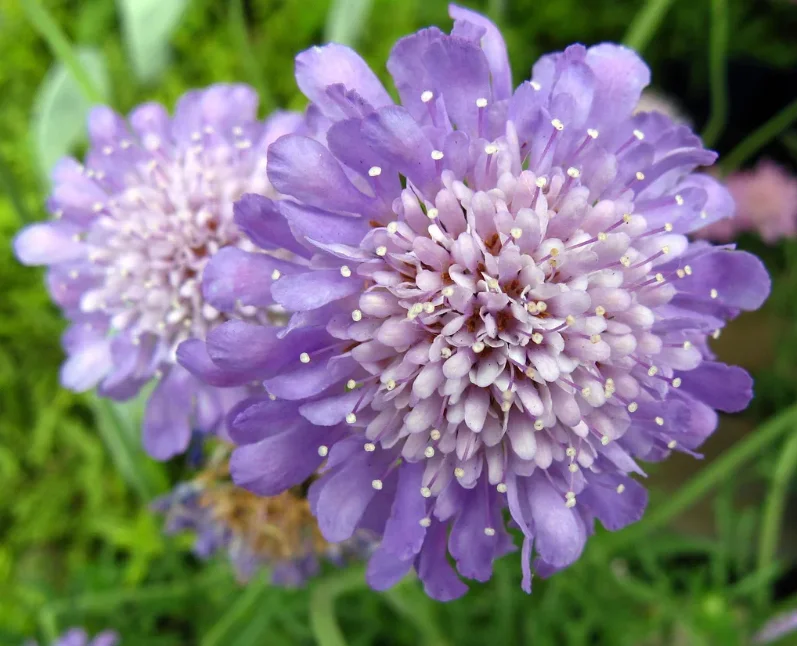 Превью изображения