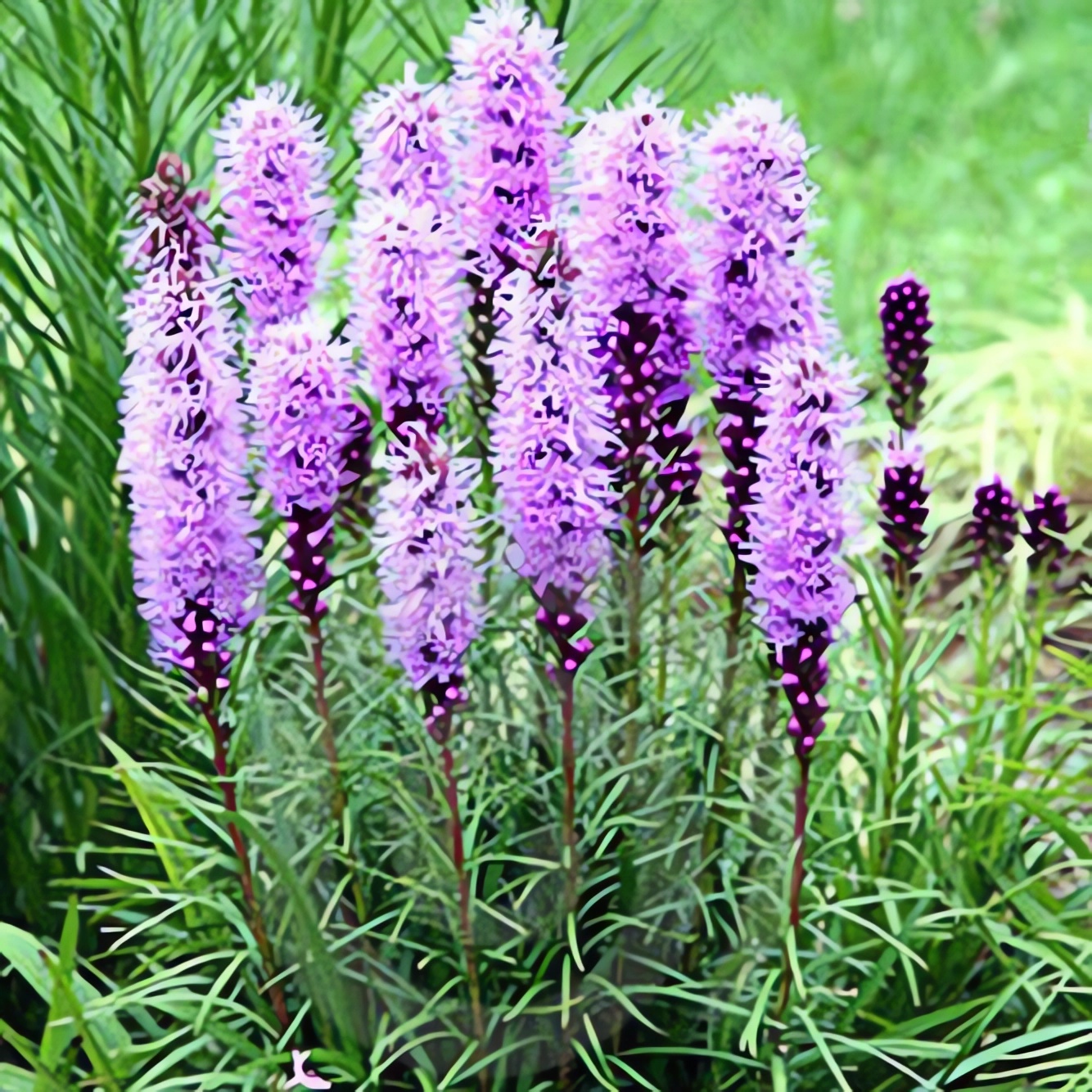 Превью изображения