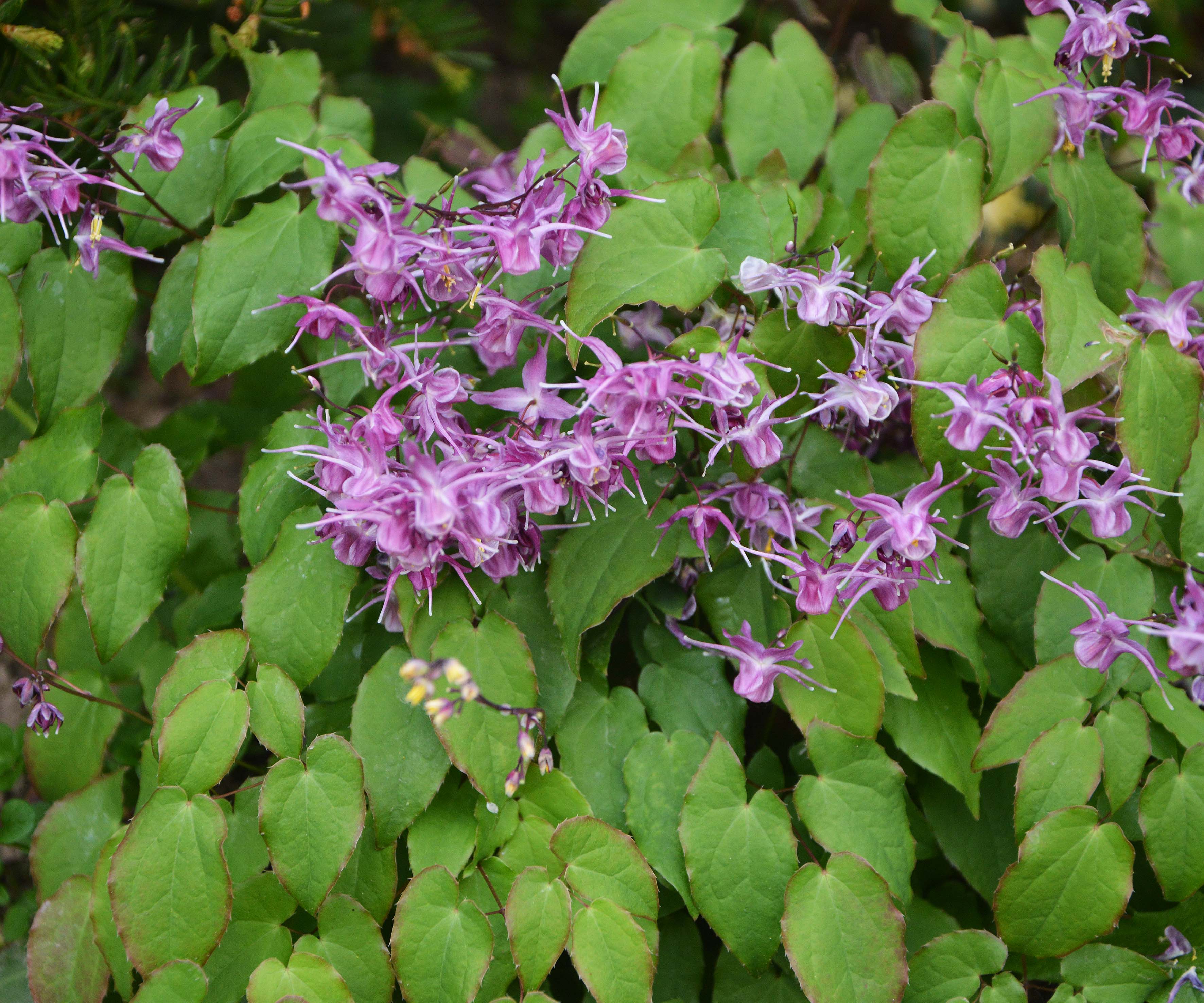 Превью изображения