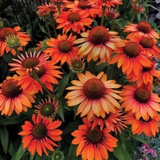 Превью изображения