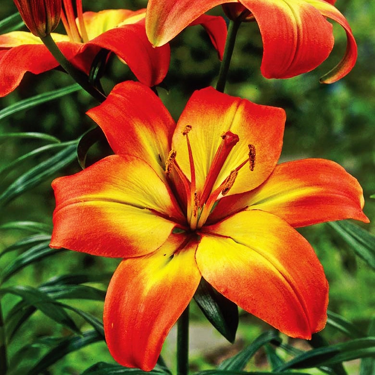 Превью изображения