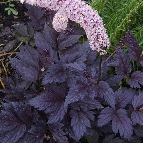 Превью изображения