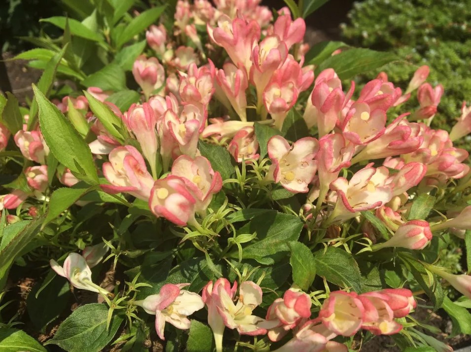 Превью изображения