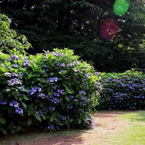 Превью изображения