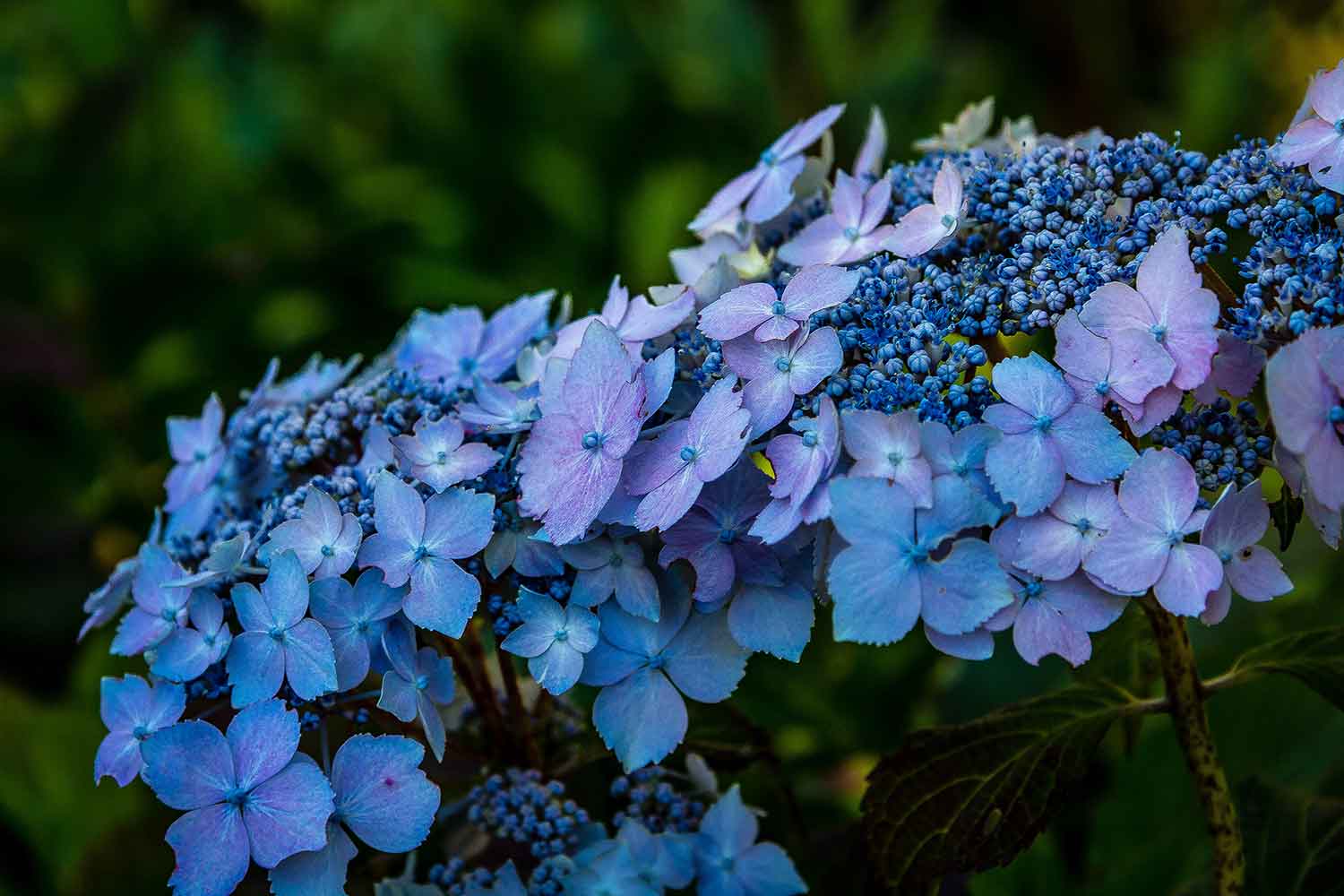 Превью изображения