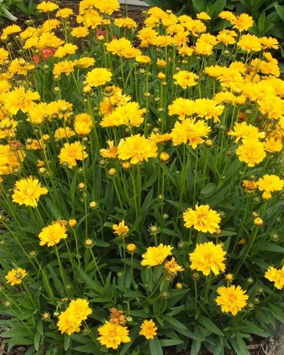 Превью изображения