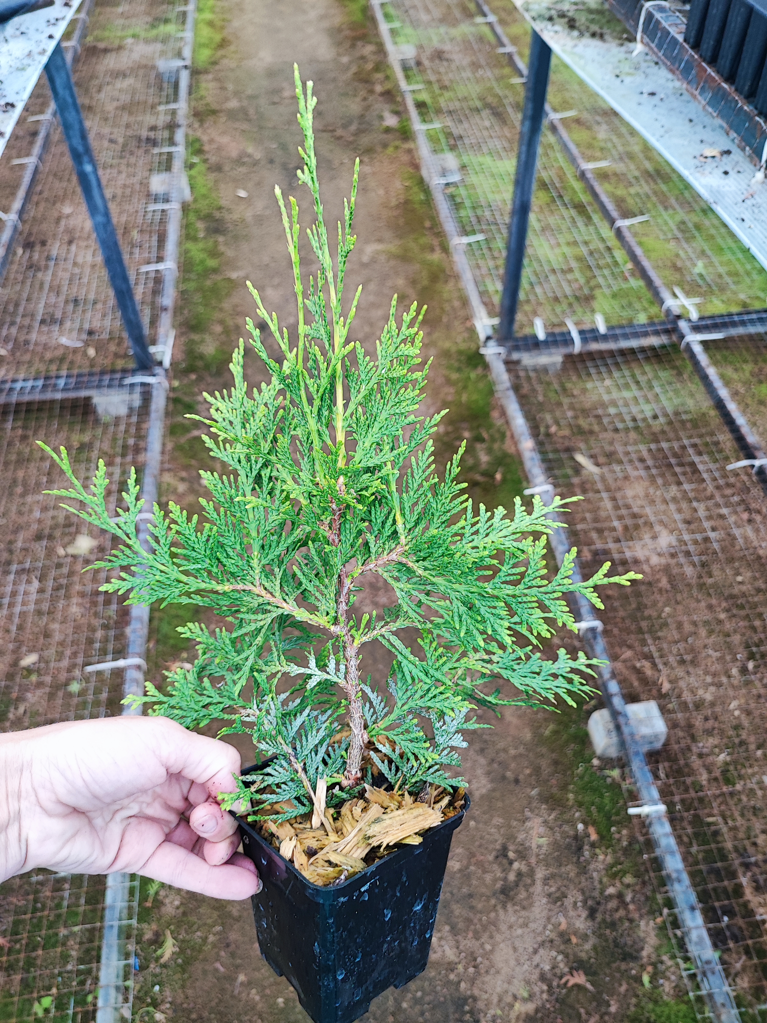 Превью изображения