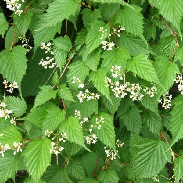 Превью изображения