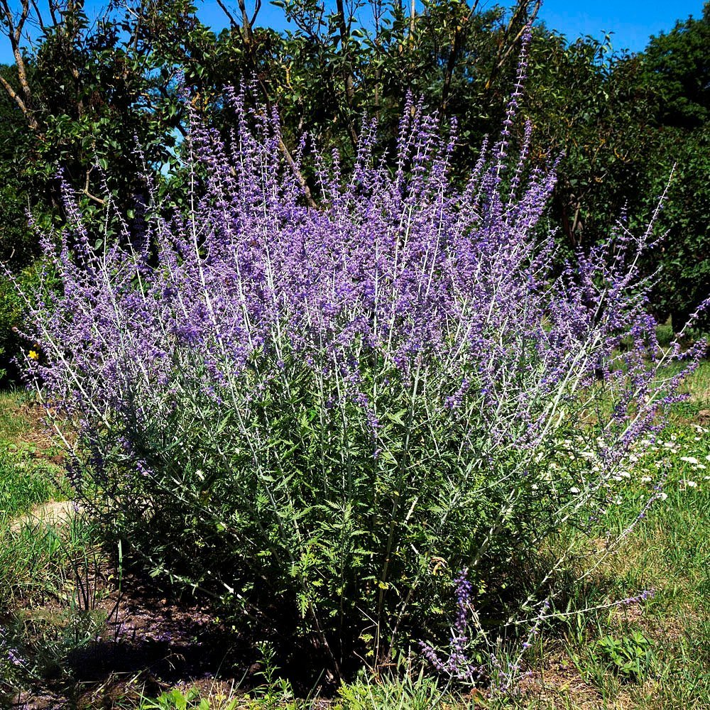 Превью изображения