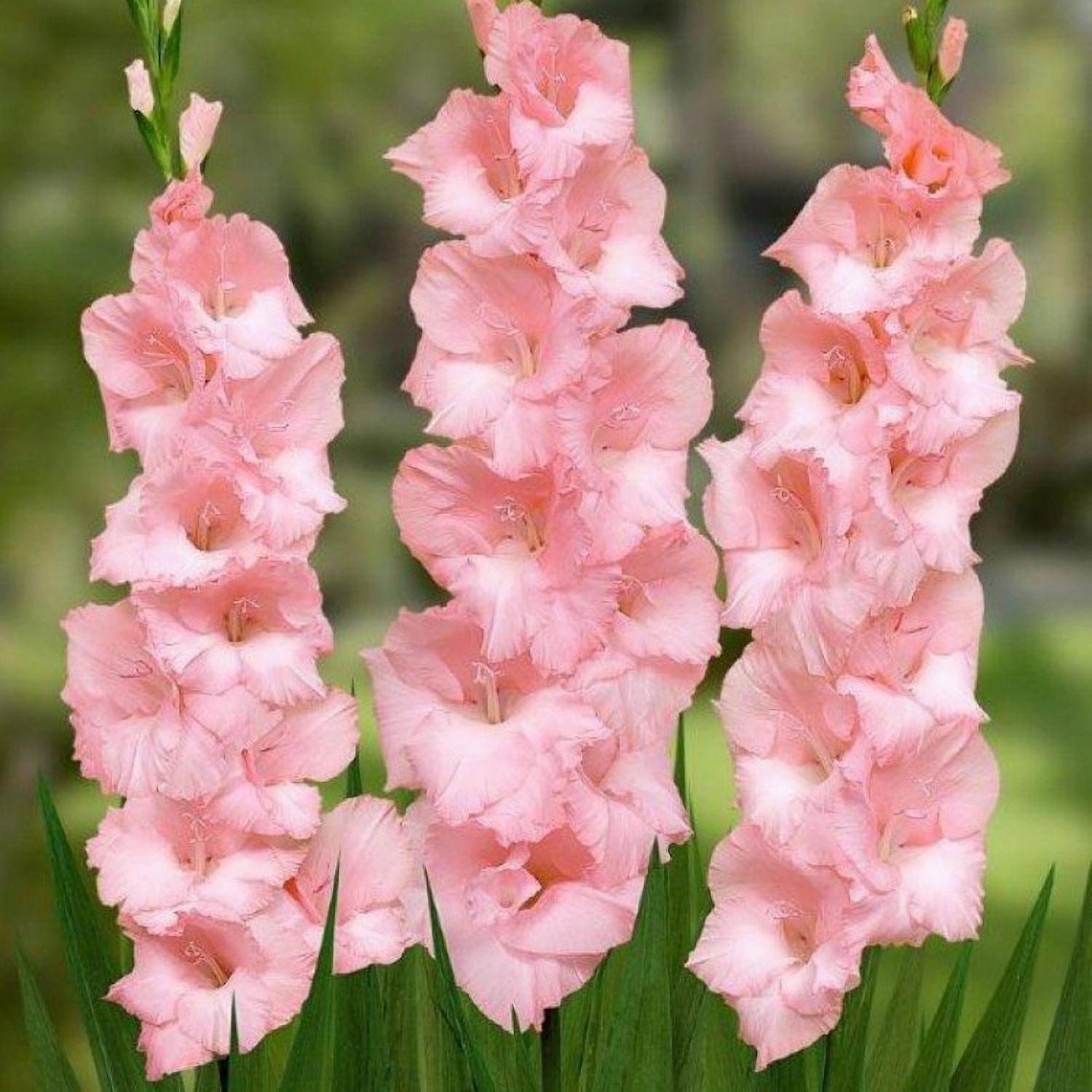 Превью изображения