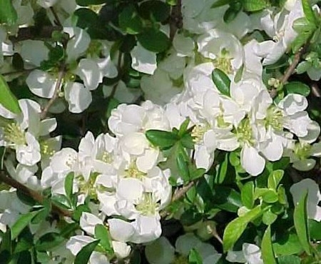 Превью изображения