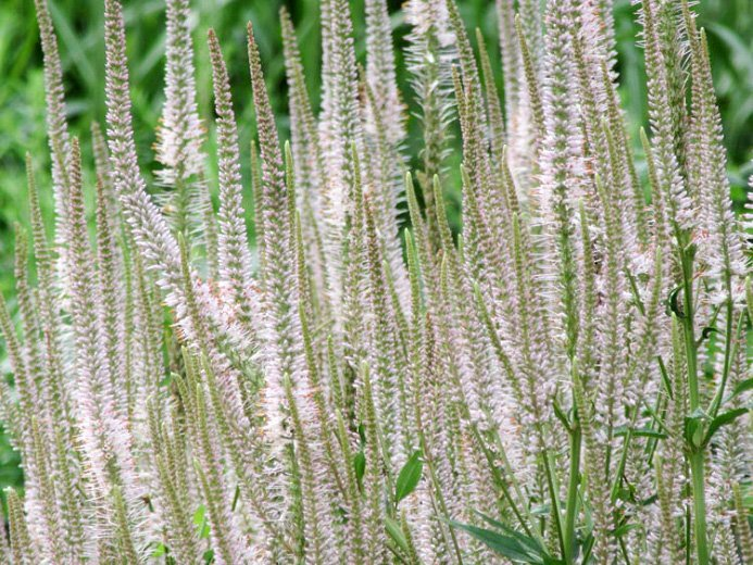 Превью изображения