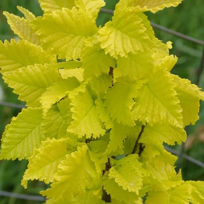 Превью изображения