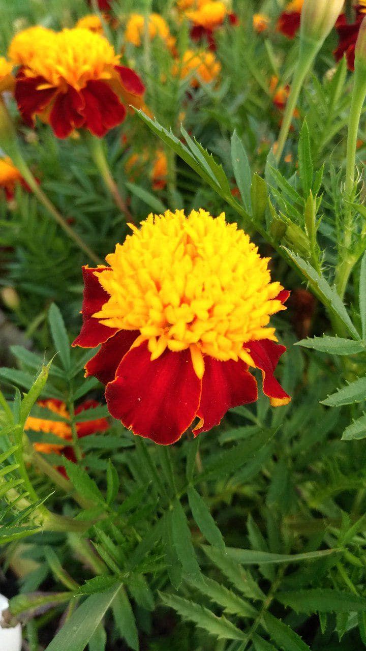 Превью изображения