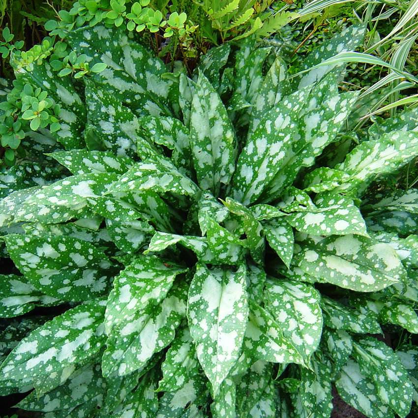 Превью изображения