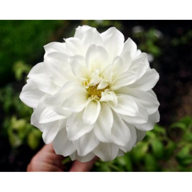 Превью изображения