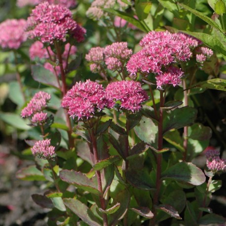 Превью изображения