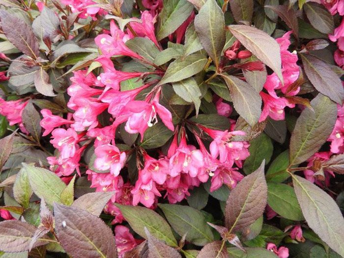 Превью изображения