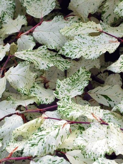 Превью изображения