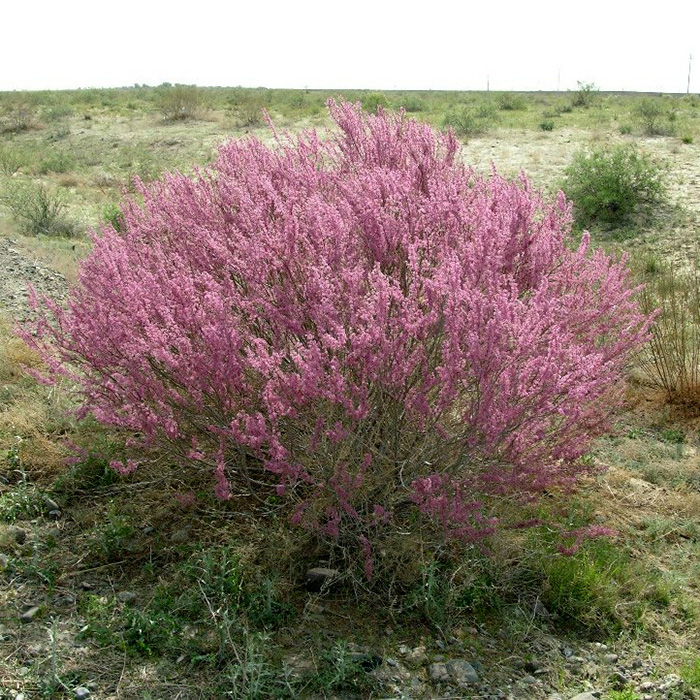 Превью изображения