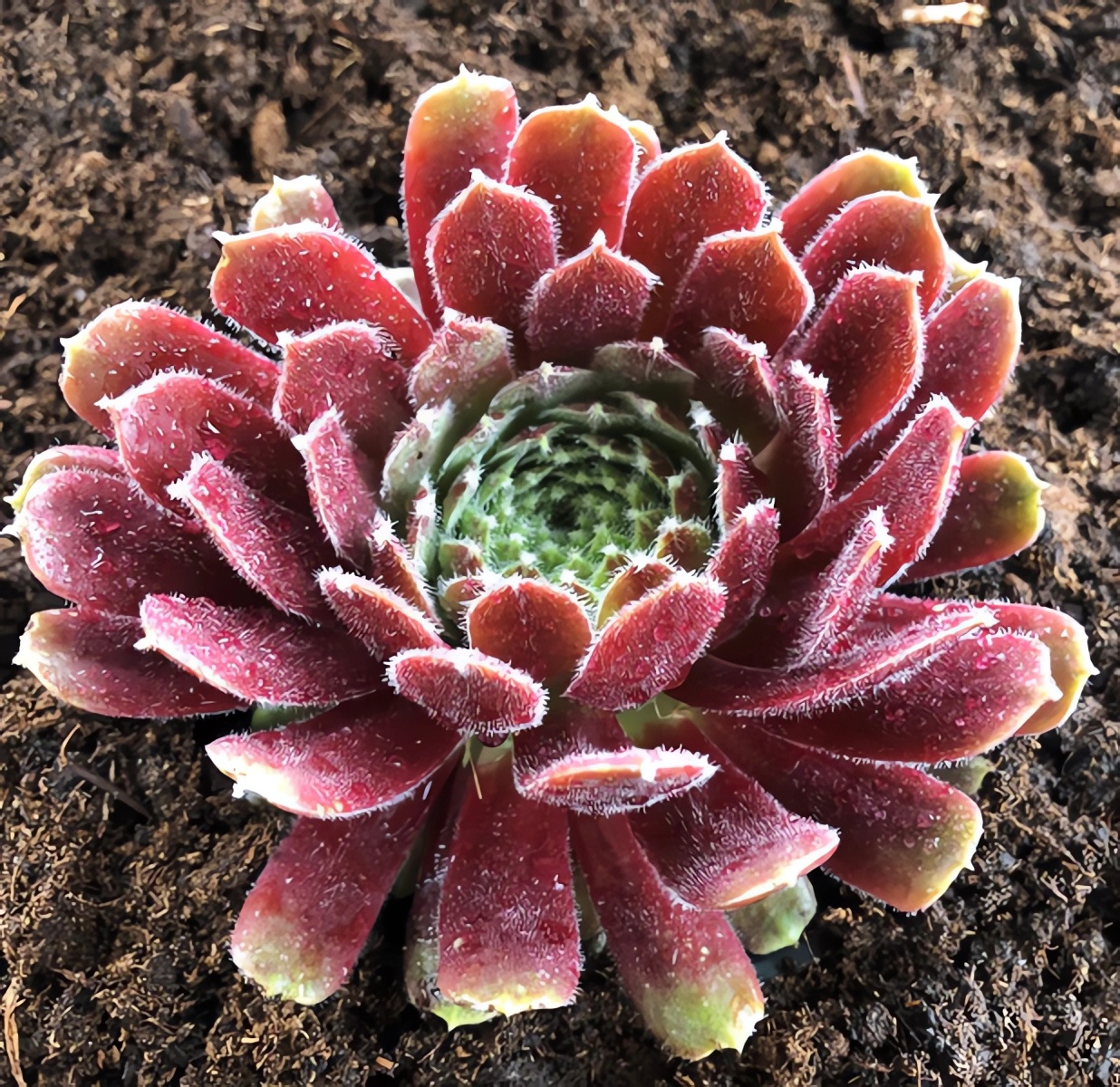 Превью изображения