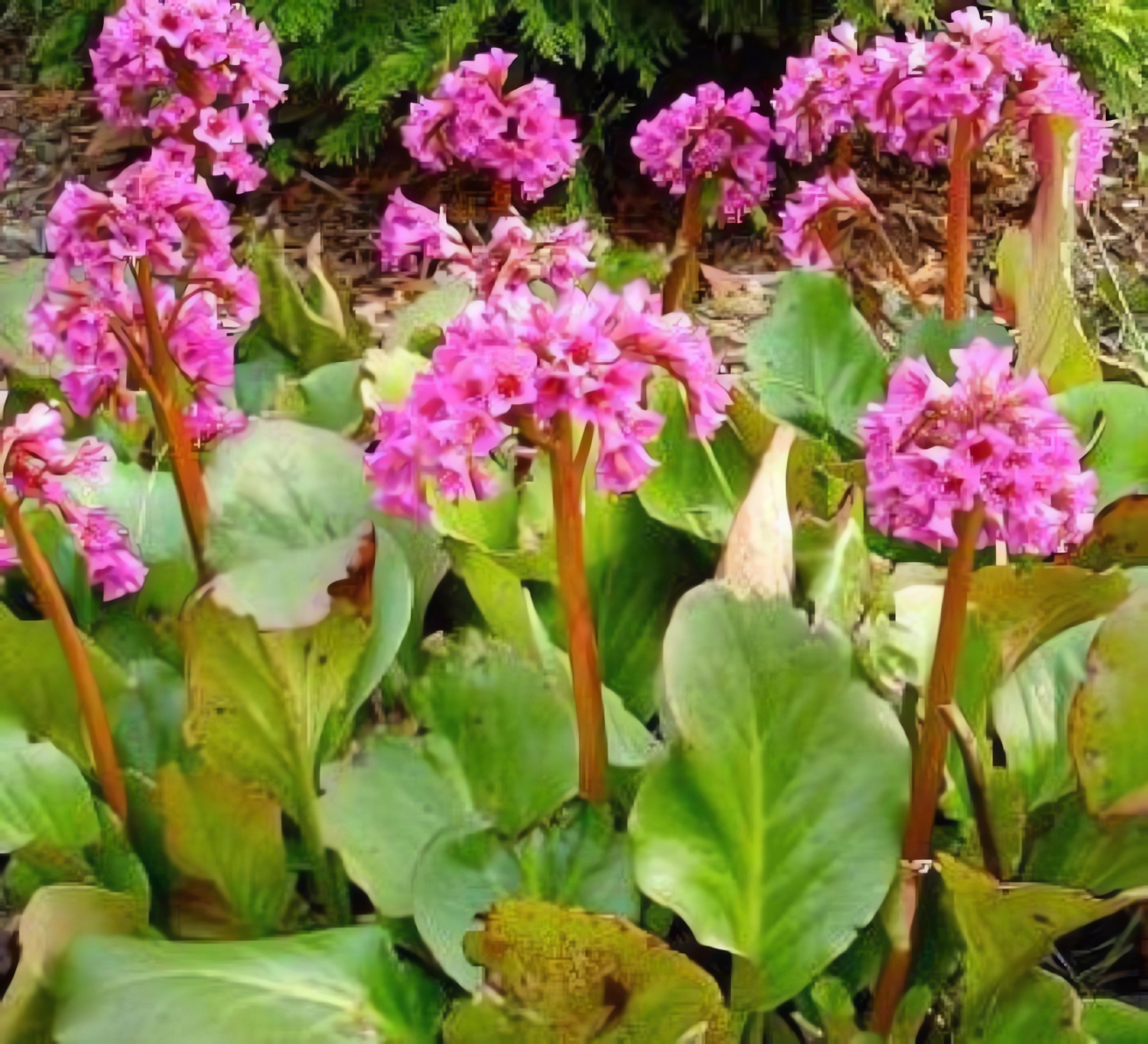 Превью изображения