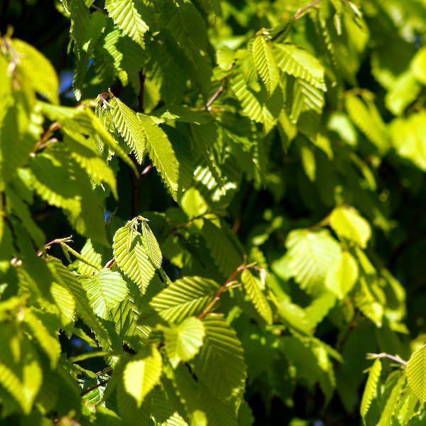 Превью изображения