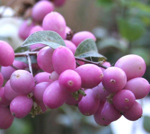 Превью изображения