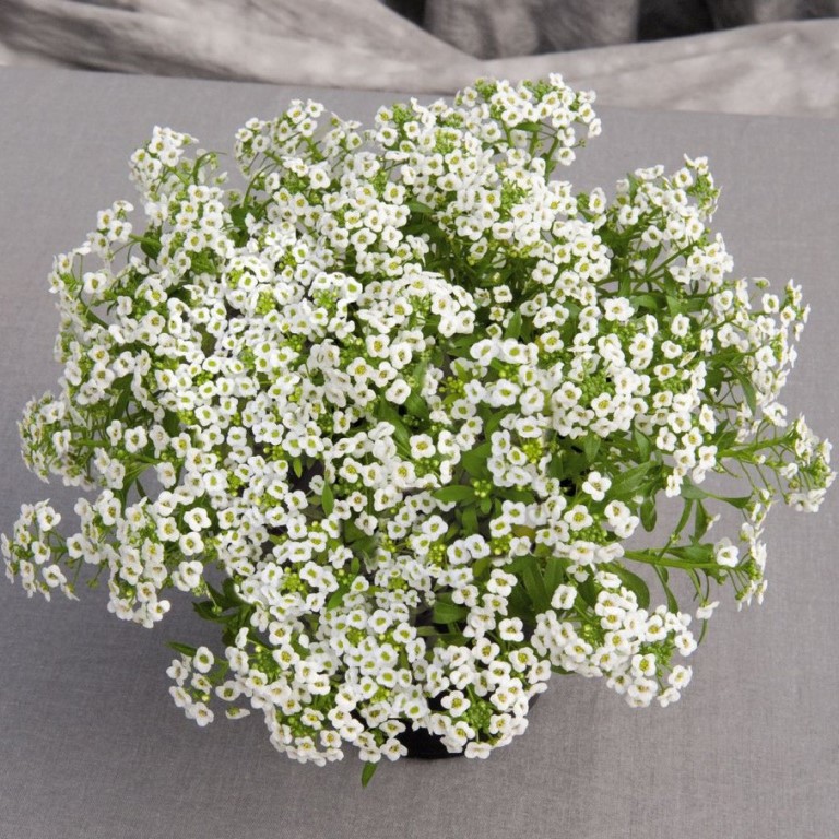 Превью изображения