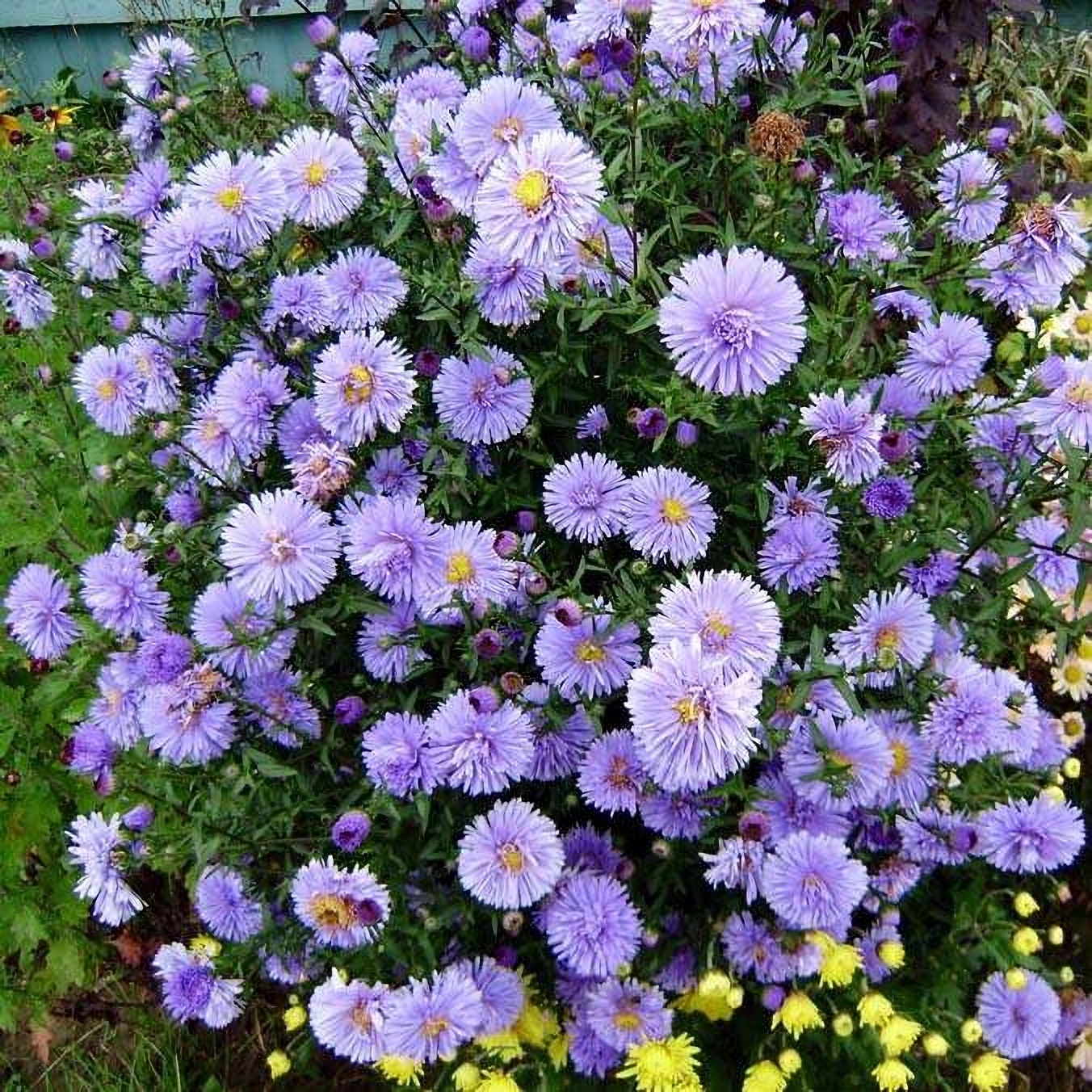 Превью изображения