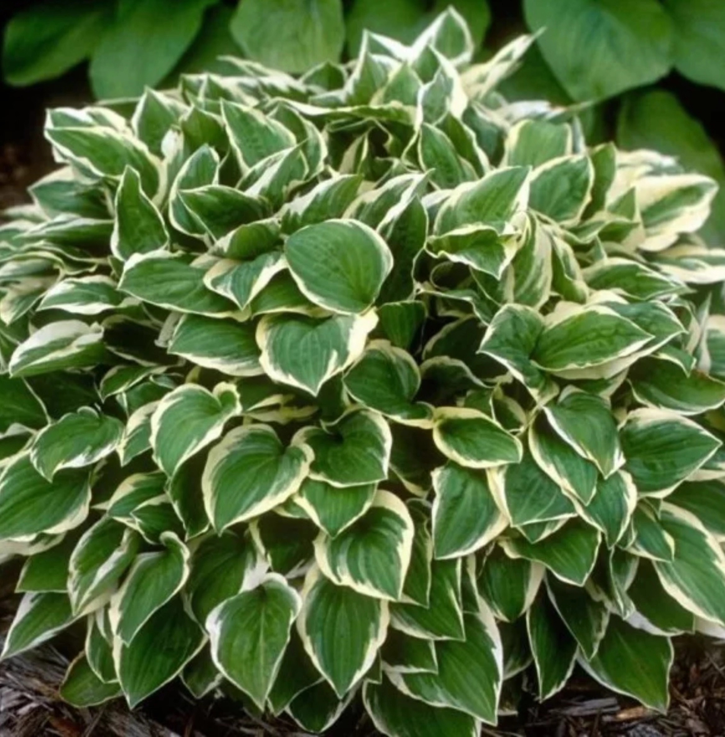 Превью изображения