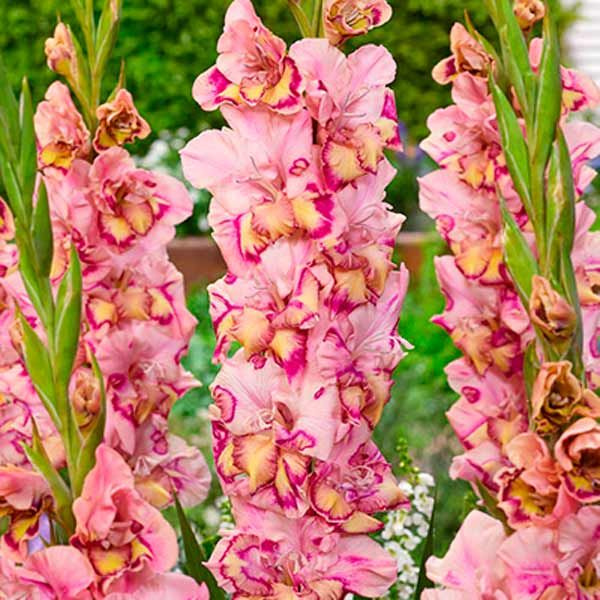 Превью изображения