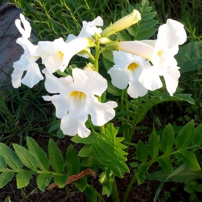 Превью изображения