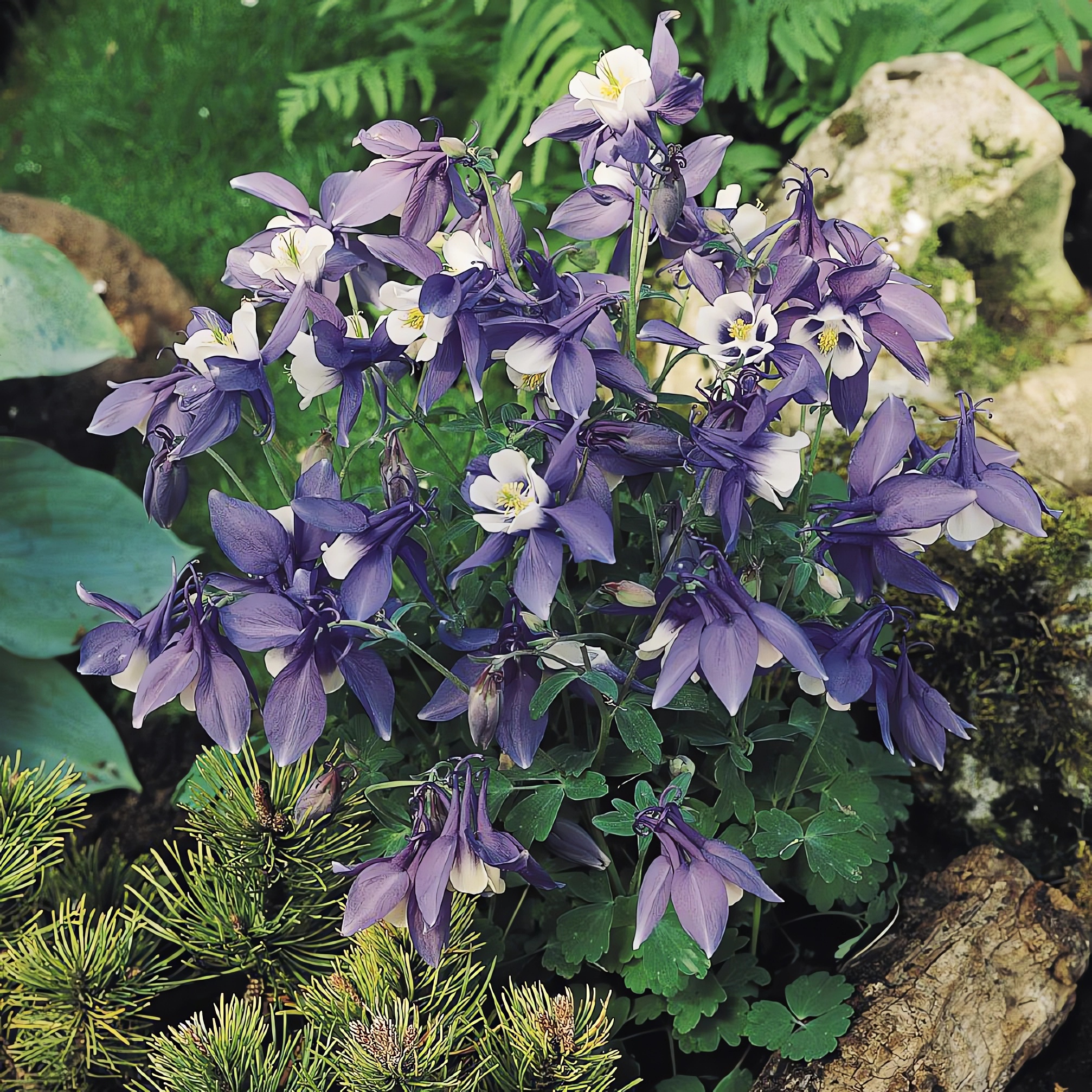 Превью изображения